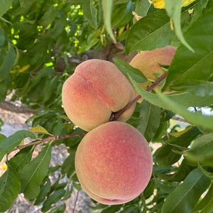 Peach 5KG 16-18PCS EC CON