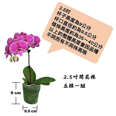 蝴蝶蘭開花株-五株一組(品種花色繁多~隨機出貨)