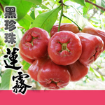 Homebuy.com Selects Black Pearl Wax Apples from Linbian, Pingtung, , large
