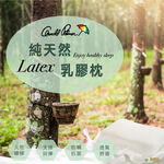 【Arnold Palmer雨傘牌】蝶形乳膠枕1入, , large