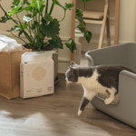 [Fore Wind]Meow-Servant SUPURE！Cat Tofu Litter 2.0mm x 6bags, , large
