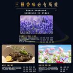 【禾統】隱藏式汽車香氛 / 君悅繽紛(古龍香) / 威斯汀(海洋調) / 香格里拉(花香調), , large