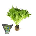 Traceable Green Lollo Rossa Living Lettu, , large