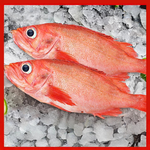 Red striped grouper, , large