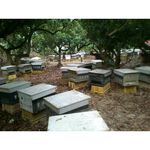 [皇廷] Wildflower honey 500g, , large