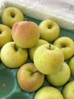 Japanese Toki Apple, , large