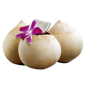 Import Coconut#32
