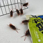 cockroach-clip, , large