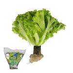 TAP Traceable Green Curly Living Lettuce, , large