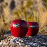 Dazzle apple#90, , large