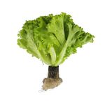 TAP Traceable Green Curly Living Lettuce, , large