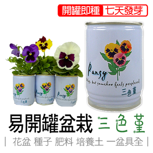 pansy