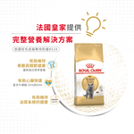【Royal Canin法國皇家】英國短毛成貓BS34, , large