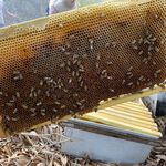 [皇廷] Wildflower honey 3000g（CERTIFIED DOCUMENT . TAP）, , large