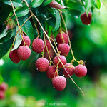Yuhebao Litchi 1.8KG, , large