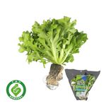 Traceable Green Lollo Rossa Living Lettu, , large