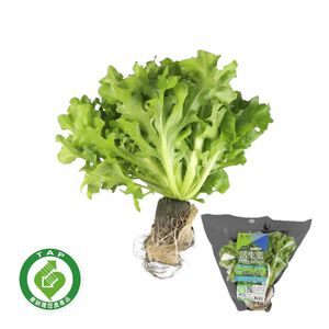 Traceable Green Lollo Rossa Living Lettu