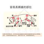 【寵愛生活本舖】PETIO寵物關節輔助支撐帶（大號）四入 派地奧, , large