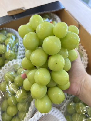  Korean Shine Muscat