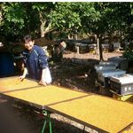 [皇廷] Camellia pollen 1000g, , large