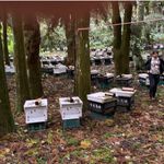 [皇廷] Zelkova serrata pollen 300g, , large