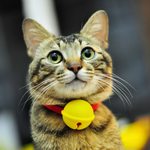 cat bell, , large