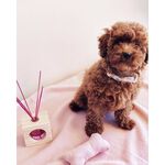 CRISTLINAS WOODEN CUBE AIR REFRESHENER (PET)- FLUFFY TOWEL, , large