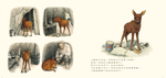 《南門書局》單本繪本館~鄂溫克的駝鹿 1本, , large