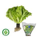 TAP Traceable Green Curly Living Lettuce, , large