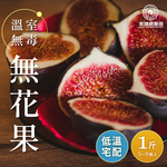 【HBS】Greenhouse non-toxic figs 1 catties x 2 boxes (5~9 pieces/box), , large