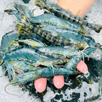 【一夫水產】產銷履歷/藍寶石草蝦－2XL, , large