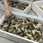 預購(10/2~10/4到貨)【天和鮮物】中秋限定澎湖空運直送鮮採活體帶殼牡蠣3箱〈75~100粒/5公斤/箱〉(免運費), , large