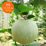 Taiwan Melon Gift, , large