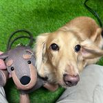 【可愛造型 獨家設計 可機洗 保固】臘腸狗 斜背包 側背包 斜背包女 側背包女 可愛包包 禮物, , large