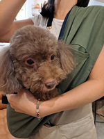 [天群健康] EZ-CARE Pet 多款可選 寵物外出斜背袋 小犬背帶  外出背帶 雙面花色 一般款 軍綠/深藍, , large
