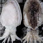 Flower branches, , large