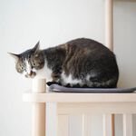 【paipaipets】Bien Bien Cat Tree - Observation Platform, , large