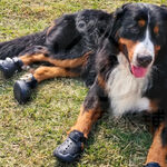 【寵愛生活本舖】寵物馬卡龍夏季洞洞鞋 狗涼鞋 狗鞋, , large