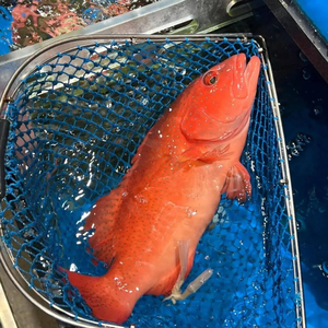 【吾家有貓-海鮮屋 】深海野生紅條 約450克重 年菜必備