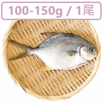 Snubnose Pompano, , large