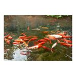 【御畫房】年年有魚 國家一級畫師手繪油畫60×90cm(VF-14), , large