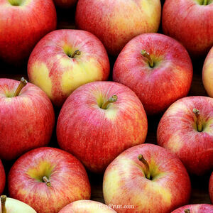 【樂果~一起買水果】紐西蘭有機富士蘋果經濟箱((每箱約8.75公斤/45-50顆)※預購-6月上旬依序出貨