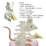 GS MALL 台灣製造 魔法成長錢鼠 魔法開花鼠 成長鼠 錢鼠 神奇錢鼠 紙花 開花鼠 裝飾樹 開花樹, , large