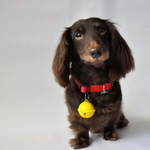 dog bell, , large