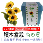 【心安購物】iPlant積木盆栽-向日葵, , large
