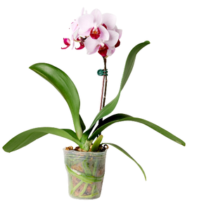 Orchids Open Flowers 10 Posts/Set