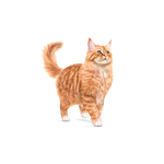 Royal Canin Senior Neutered Cat 11+ Years S30+11, , large