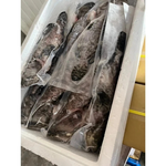 Dragon Tiger Grouper, , large