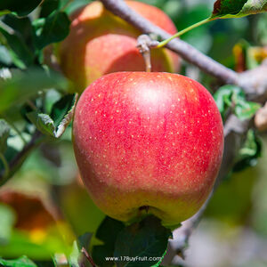一起買水果 華盛頓有機富士蘋果原裝 (每盒80-88顆)※預計11月底採收陸續出貨