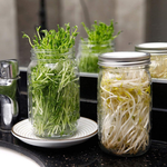 Ball Stainless Steel Sprouting Lids Jar Kit for Regular Mouth mason jar, , large